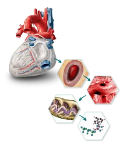 Vom-Organ-bis-in-die-Zelle_600px